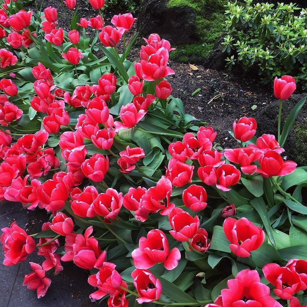 🌷 more is more 🌷 ift.tt/1T9eXrU