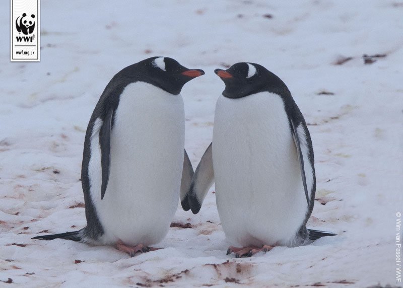 wwf_uk's tweet photo. We love 🐧 #WorldPenguinDay https://t.co/goEdFCsHfH