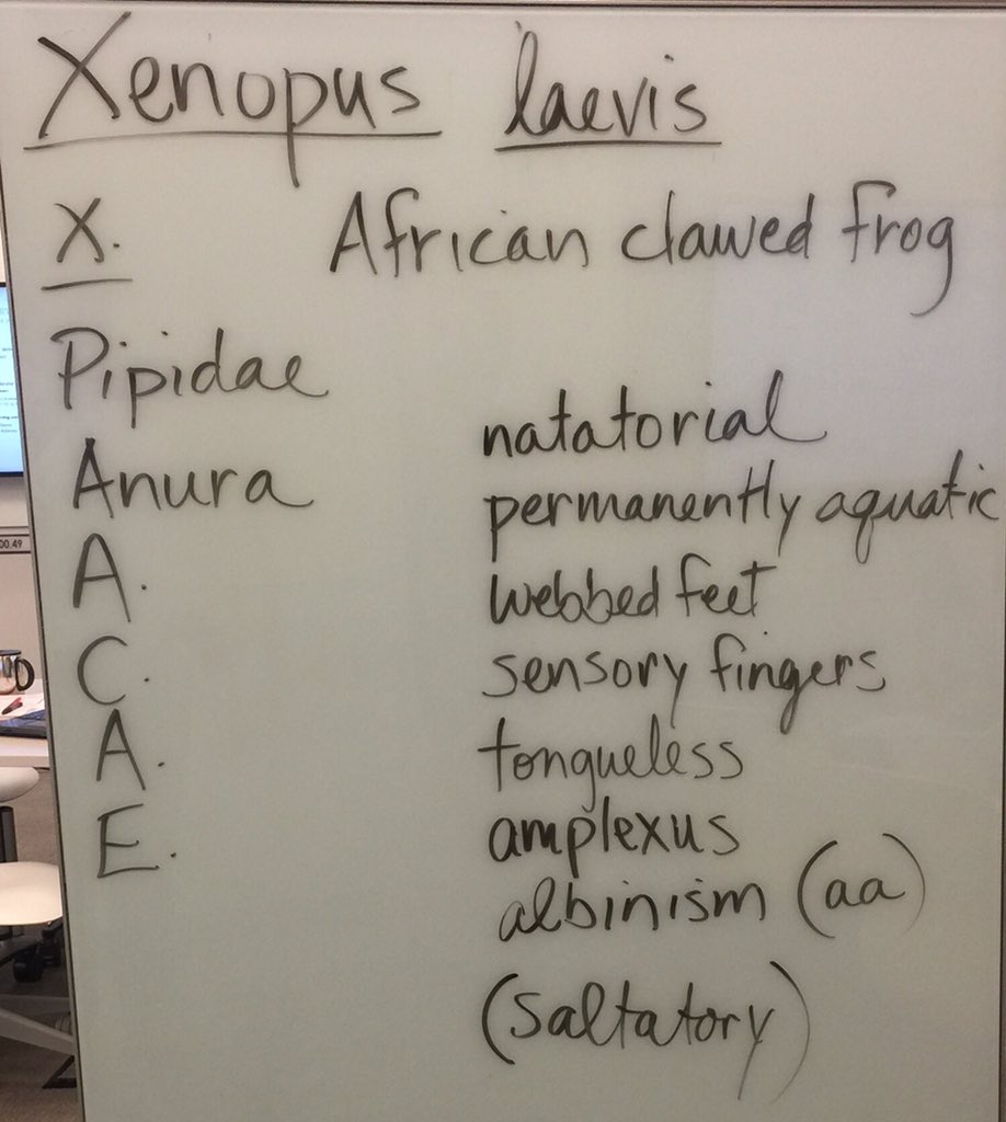 OrgOfTheDay's tweet image. #Xenopuslaevis
