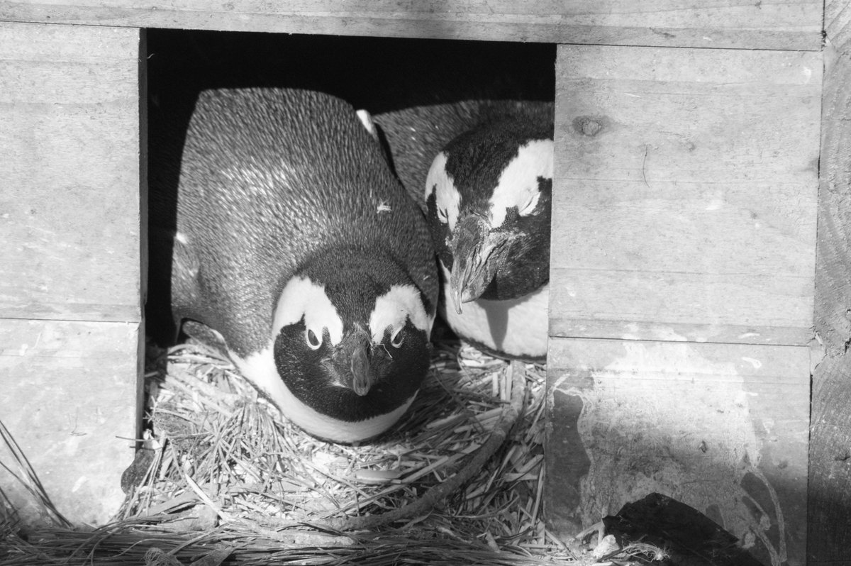 simonjelf's tweet image. Happy #WorldPenguinDay