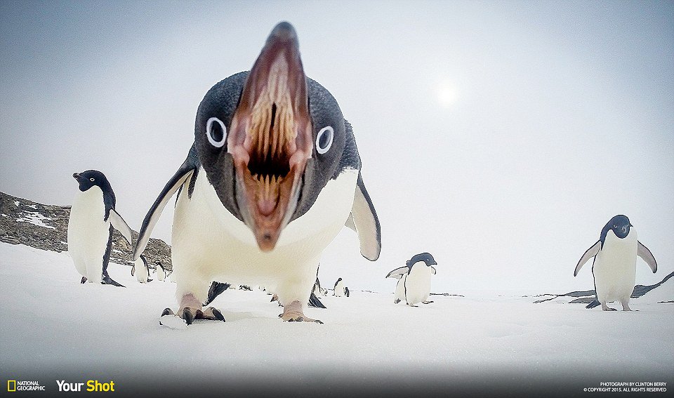 thelostprairie's tweet photo. #WorldPenguinDay https://t.co/H1ON4unrVA