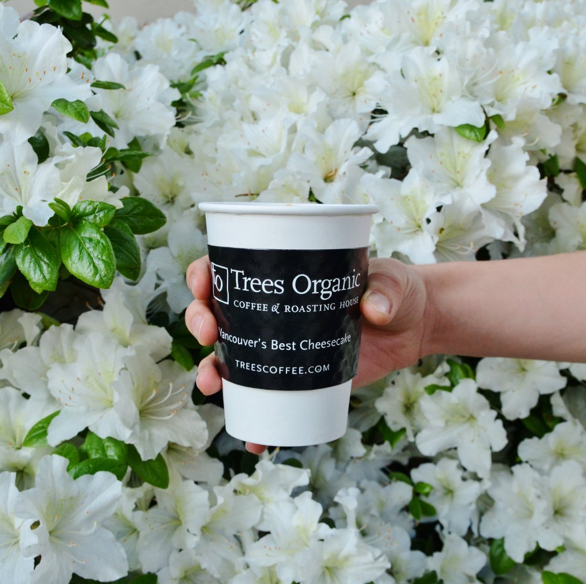 TreesOrganic's tweet image. G&apos;morning! Some pretty azaleas at our #Yaletown cafe to brighten up the start of your week! #springinfullswing