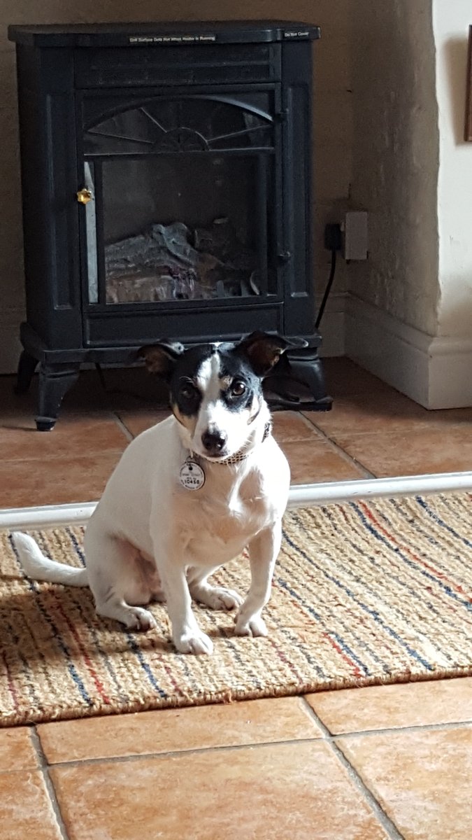 CottageProspect's tweet photo. Tilly and Charlie Brown enjoying their time at Prospect Cottage, WintertonOnSea Norfolk. https://t.co/a7k9Iq0ivX