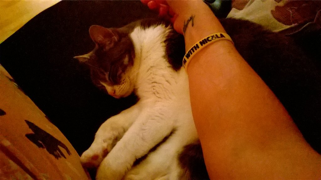OliveWray's tweet photo. After several attempts I finally got her to wear it like a crown π #SNPcat #sheswithnicola https://t.co/RteJEsCQS6
