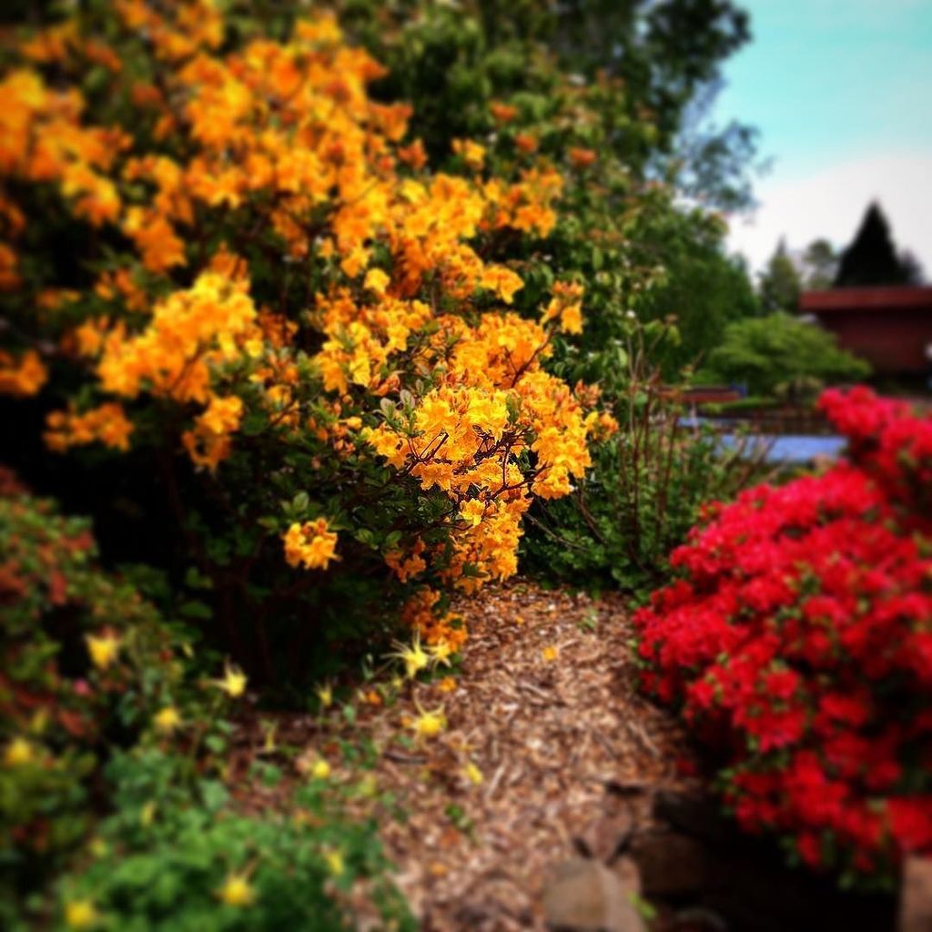 willamette_u's tweet image. Willamette colors in flowers. #willamette #willamette_u #flowers #spring ift.tt/1qNpulH