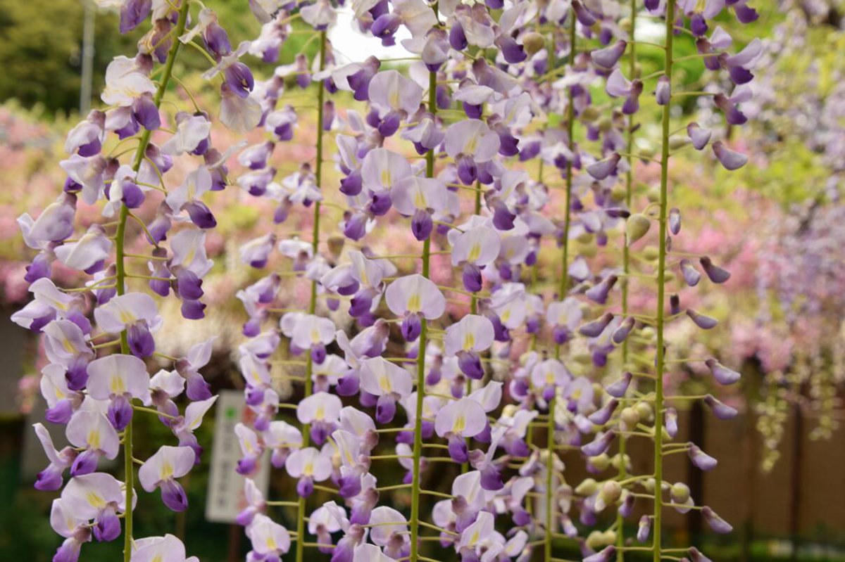 これで鬼は入ってこれない 鬼滅の刃 を彷彿とさせる見事な藤の花のカーテンが めちゃくちゃ結界張れとる 鬼滅ファンホイホイ Togetter