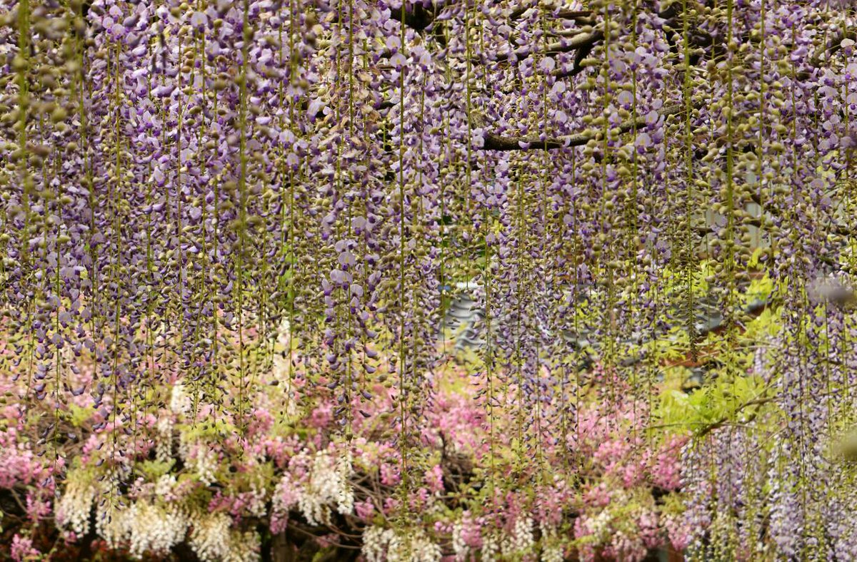 これで鬼は入ってこれない 鬼滅の刃 を彷彿とさせる見事な藤の花のカーテンが めちゃくちゃ結界張れとる 鬼滅ファンホイホイ Togetter