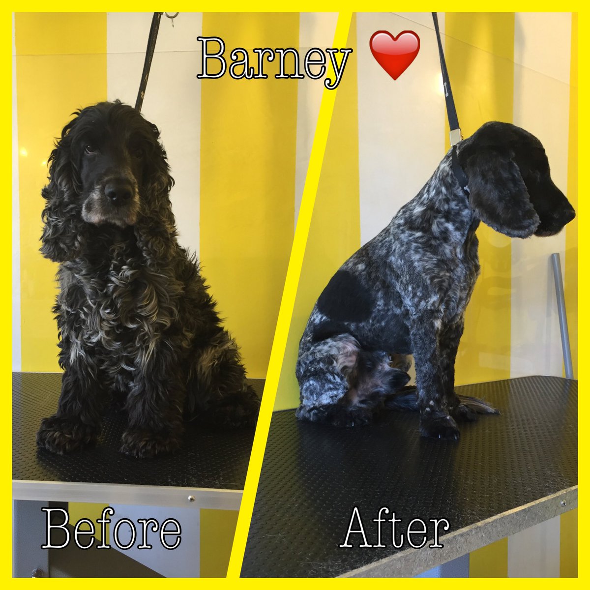 ThomasinsTidyTails tweet media