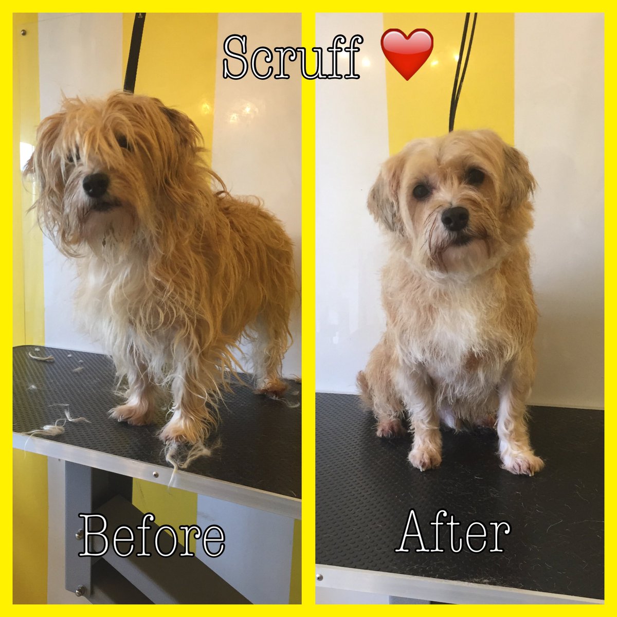 ThomasinsTidyTails tweet media