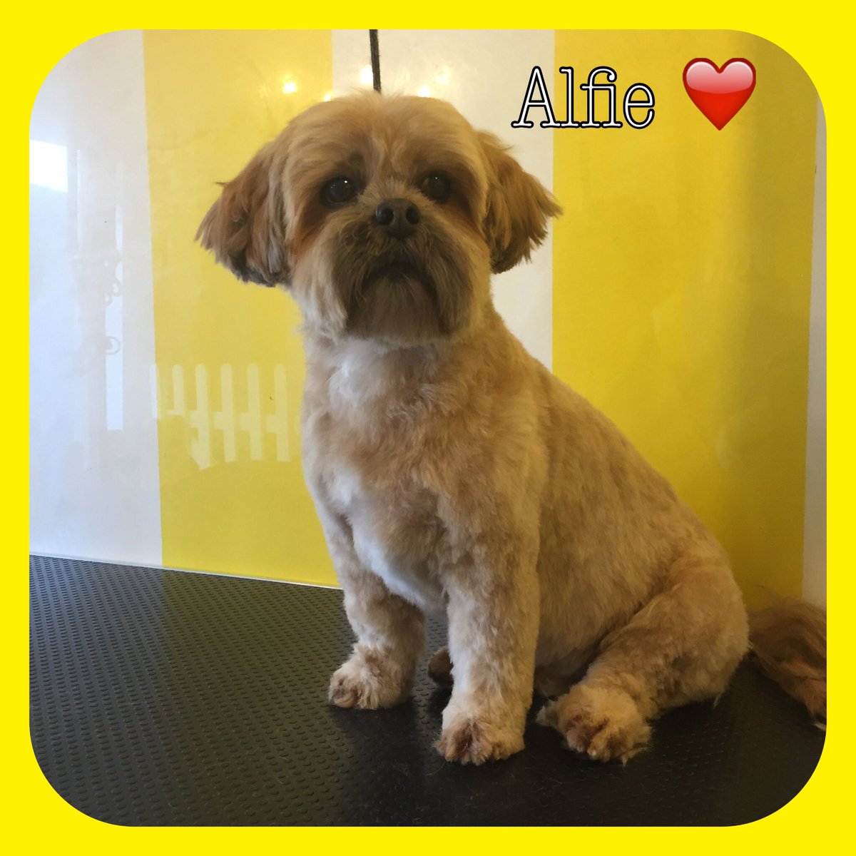 ThomasinsTidyTails tweet media