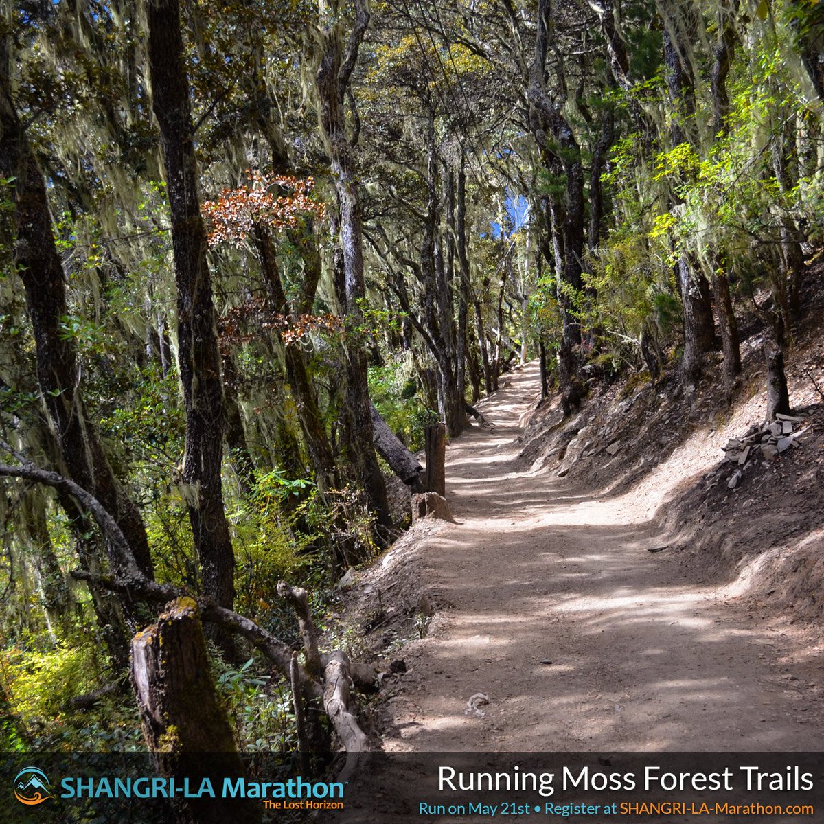A section of the enchanting moss forest. ONLY 26-DAYS LEFT! Register at shangri-la-marathon.com #bucketlist