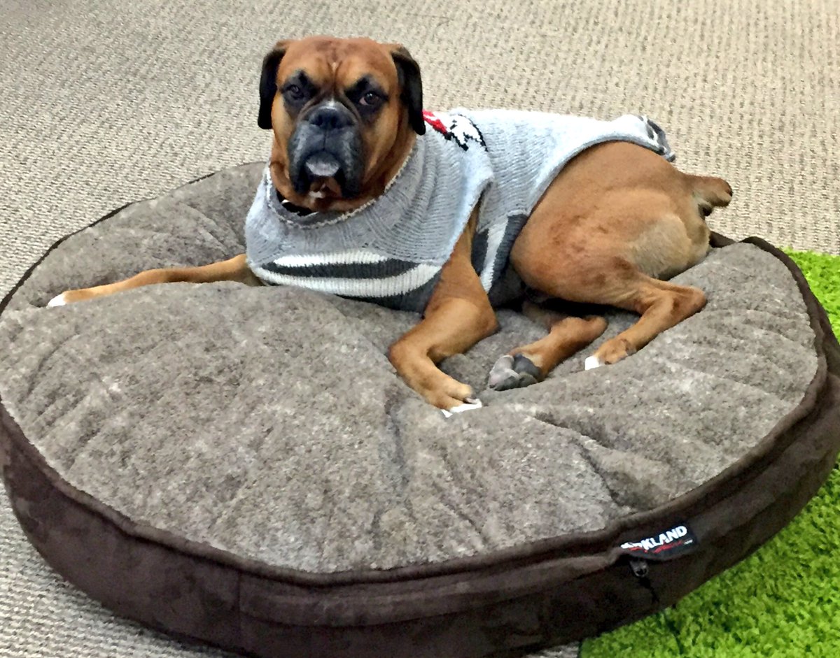 ChiefK9Officer's tweet photo. My new office bachelor pad, saweeeet!!! #officedogs #petsatwork #workingdogs #mascot #office https://t.co/K2UHUVANTf