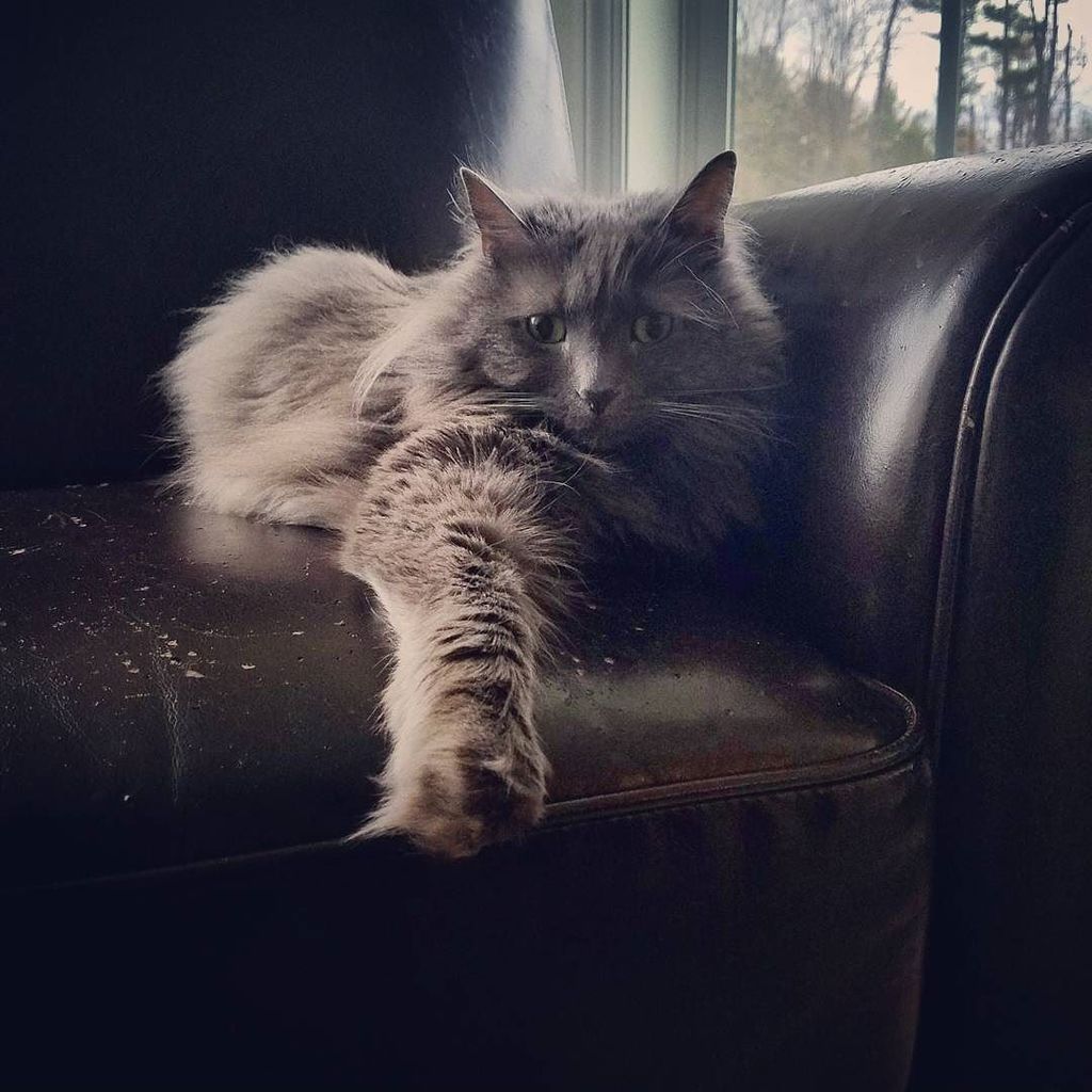 siobahn76's tweet photo. Strike a pose, homegirl. https://t.co/XoNokBIrkf https://t.co/OmIoatZ4Gz