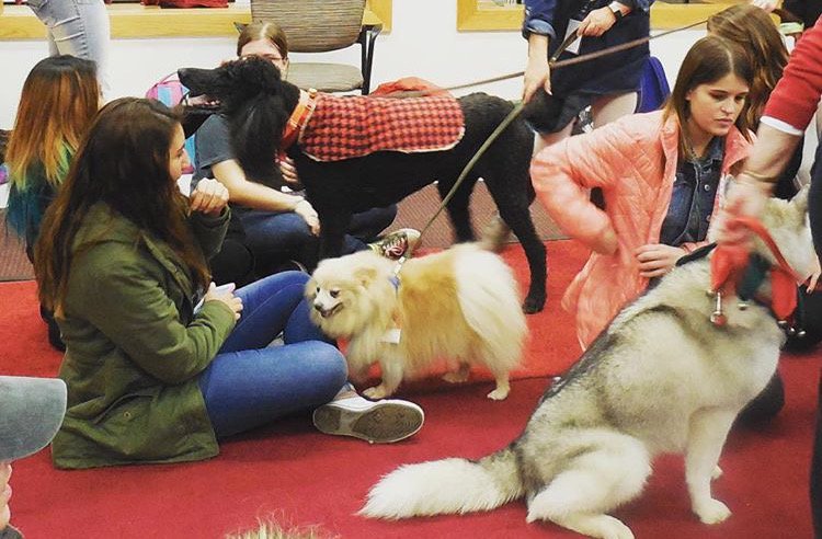 IUSouthBend's tweet image. De-Stress before finals with therapy dogs, coloring, music, and more at the Bookstore! Tuesday, April 26 from 2-5pm