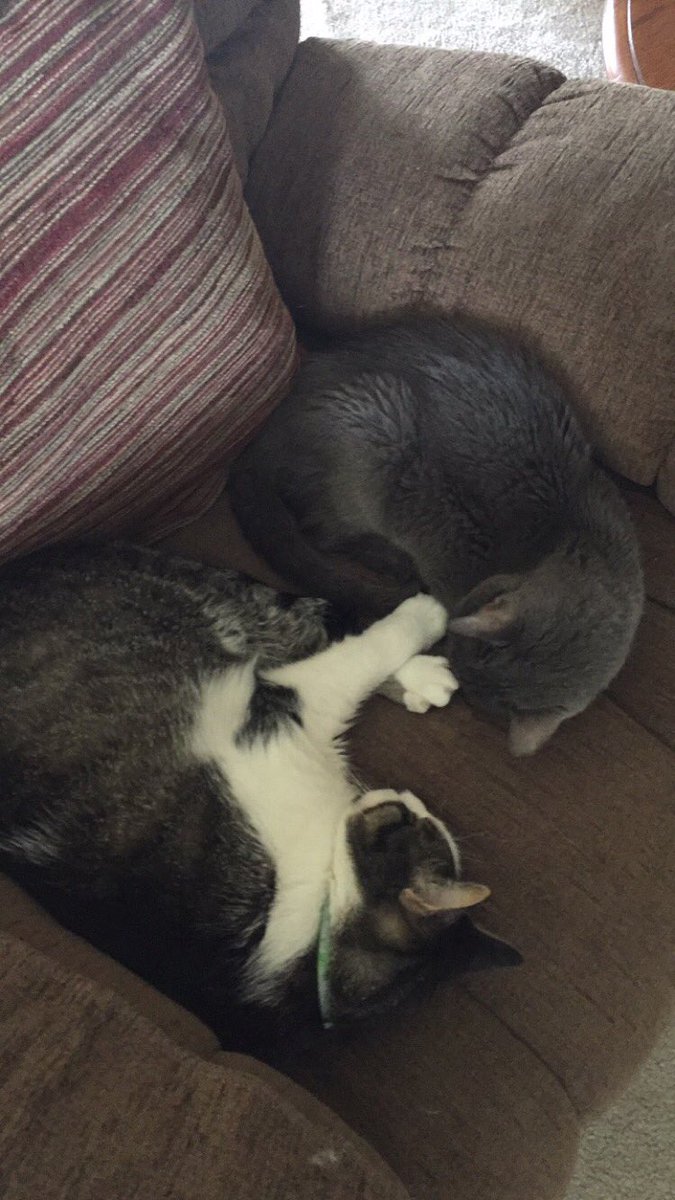 ashes_miles's tweet photo. If he touches me one more time while I nap I'm going to flip shit @georgeycat2002 https://t.co/AbRPPHdQqJ