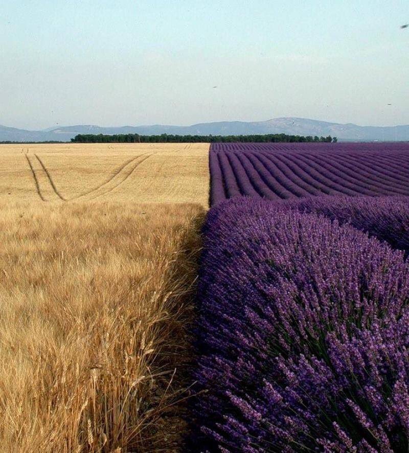 Stunning_Earth's tweet photo. Cornfield next to a field of Lavender #stunningearth RT https://t.co/JoMdU6lcDi