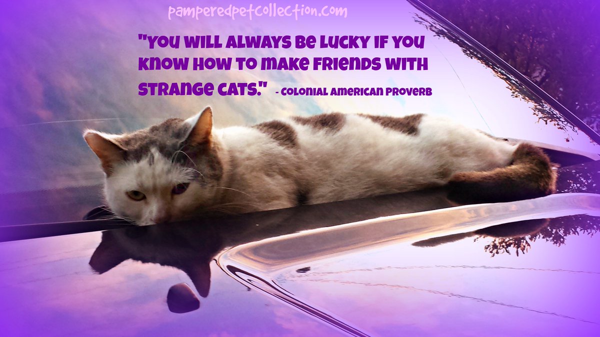 Quote of the Day! #cats #welovepets #quote