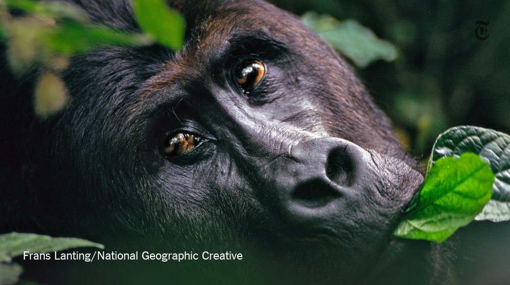 NYTScience's tweet photo. A new survey found the population of the world's largest primate plunged 77 percent https://t.co/4RDMOC3ohz https://t.co/C222v0GI2s