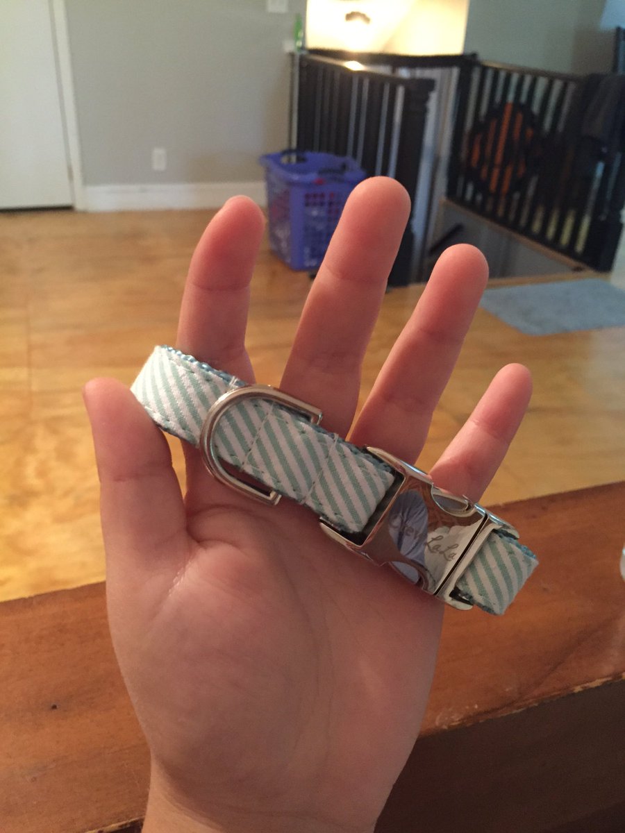 SassityCeleste_'s tweet photo. My fur baby's collar came in the mail today #classypup https://t.co/Ps69PNj7Wb