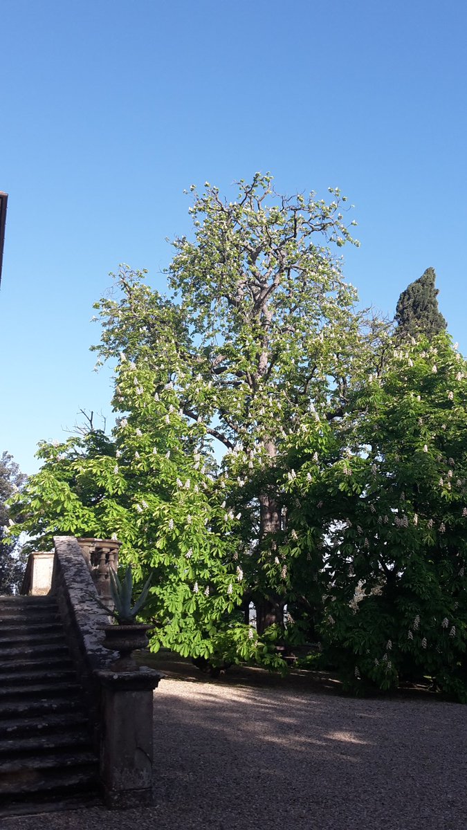 dendrontweet's tweet photo. Ippocastano monumentale vicino Firenze in cura causa attacco di Armillaria m. #alberi #trees #albero https://t.co/0iOhmkvNiI