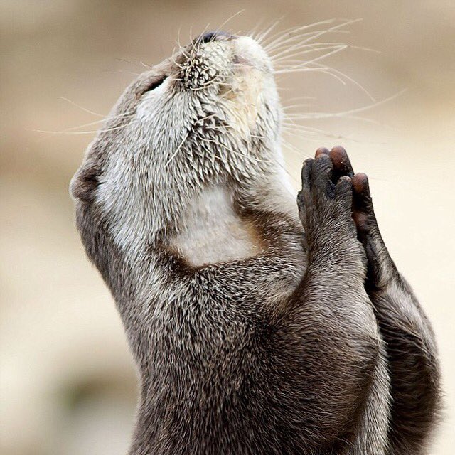 BREAKING Hearing Protection Act 2017 Introduced in Congress