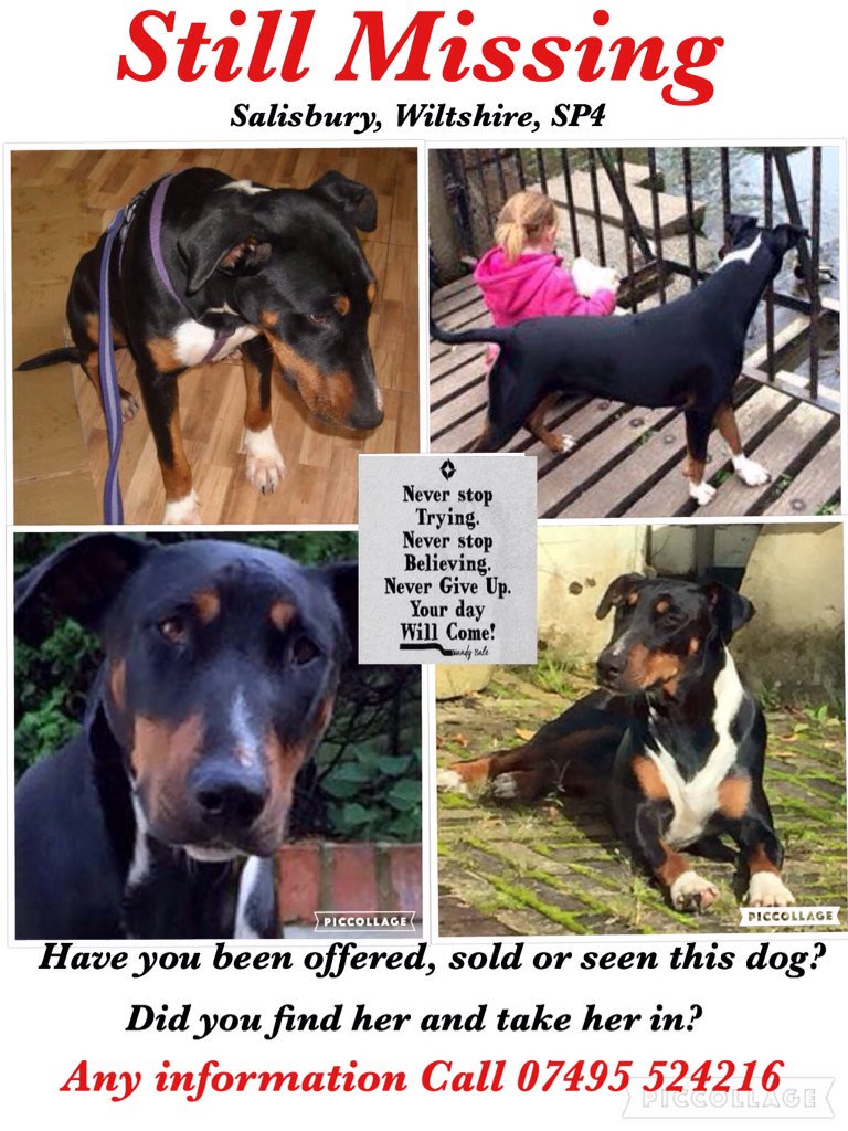 Woof4Nina's tweet image. We will never stop looking for Nina. She's out there somewhere. Plz look out for her #LostDog #rescuedogs #findnina