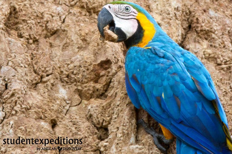 Study the diverse and unique ecosystem of the #Amazon basin! studentexpeditions.com/peru/amazon-ec…