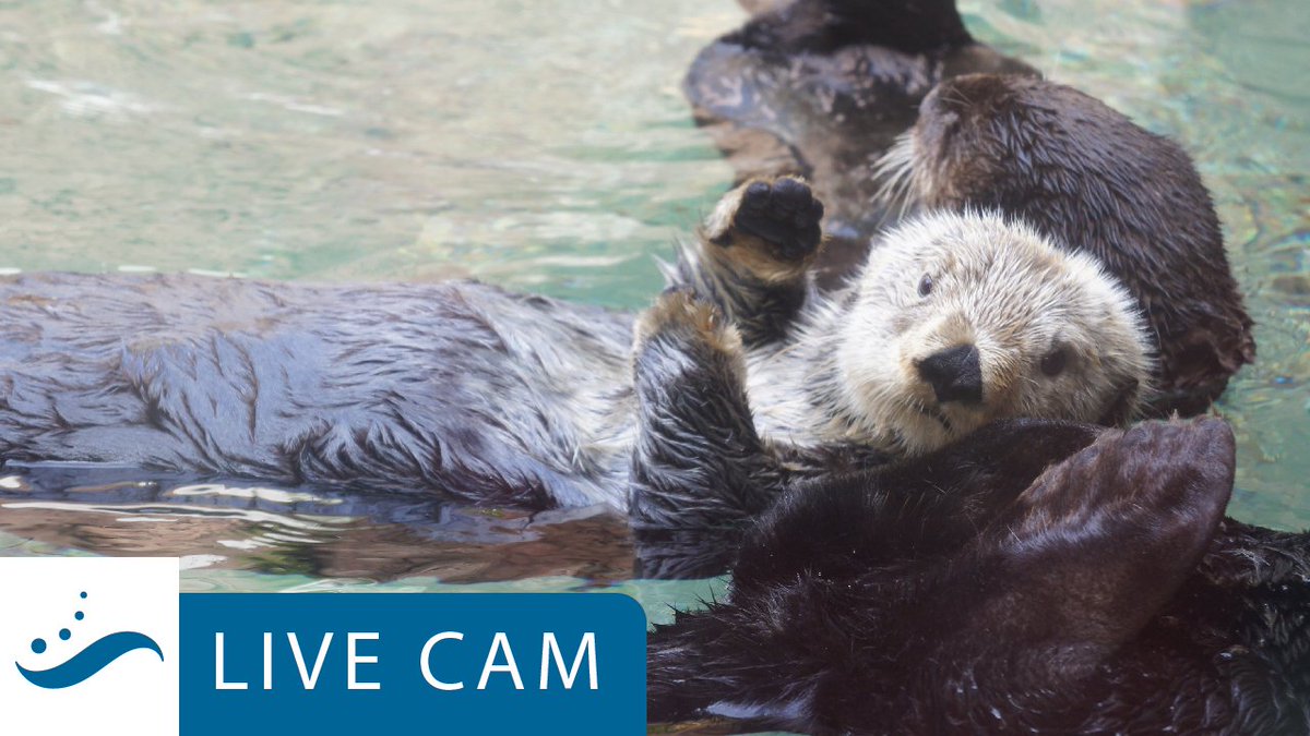 Seattle Aquarium tweet media