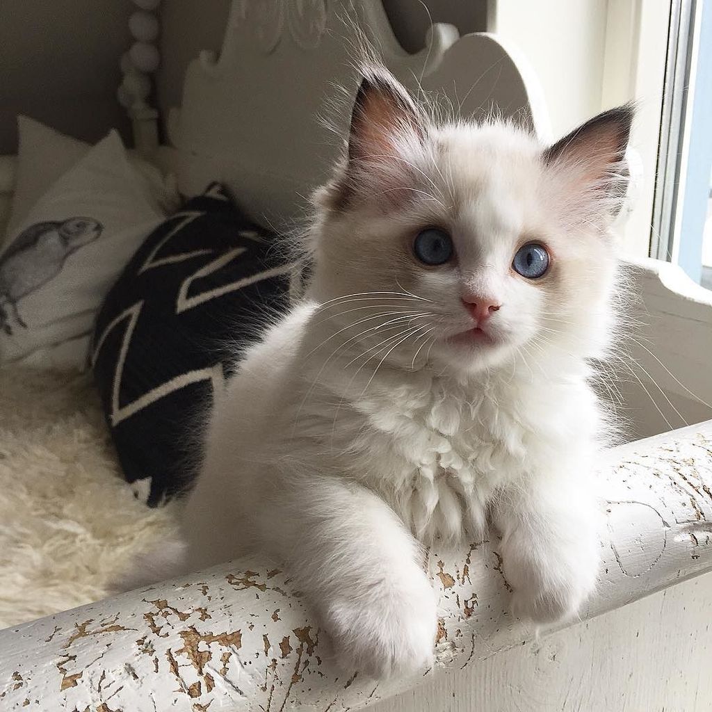 allwebcats's tweet photo. Icecream 10,5 weeks old ❤️❤️❤️ #cute #cats #kittens #cat https://t.co/6XdaqU2c8Q