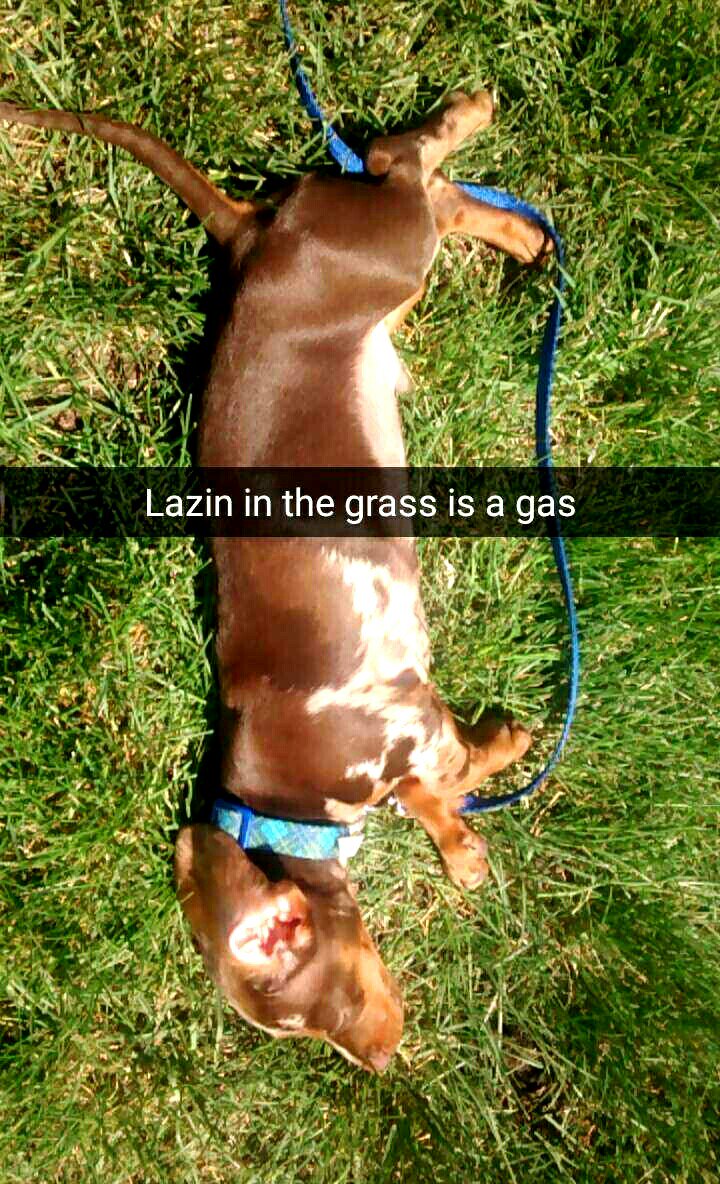 budsthatblaze's tweet photo. I love my job.  I get to spend time outside with animals, and interact with like zero humans. 🐶❤ https://t.co/eerV9T4rcd
