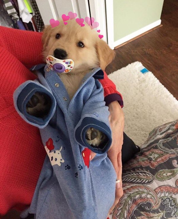 vulpiex's tweet photo. me as a dog owner https://t.co/ZnFqJwa00k