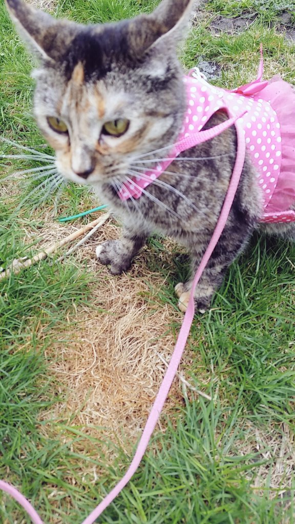 ambero811's tweet photo. This happened this afternoon. @raeanne_xoxo will be doing this with her when I'm gone #catlover #mykid #walkingacat https://t.co/8mTpECUydG