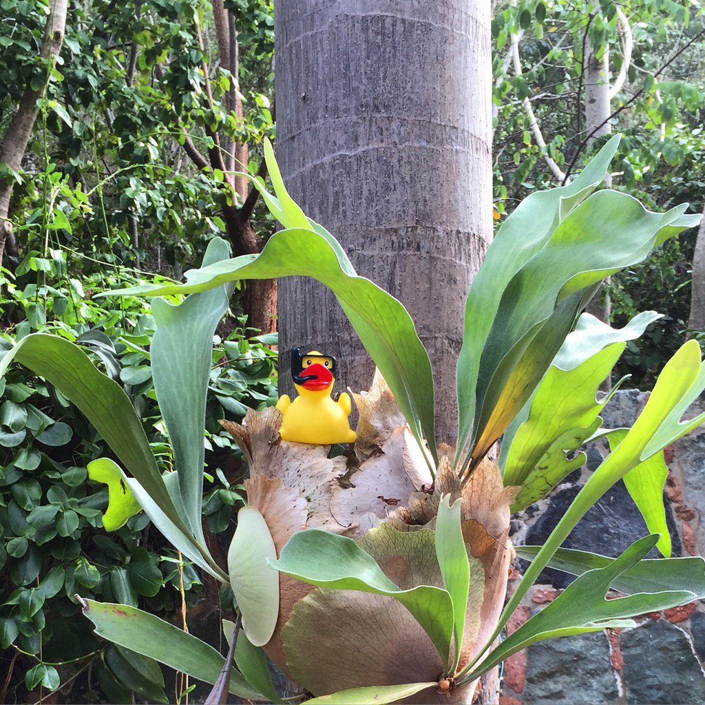Follow the duck. #snorkelduck #WhereAmI #stjohnprovisions
