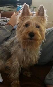 LisaLisaw1's tweet photo. Please RT #FindMicha #Edenbridge #Kent @LostboxUK @alfieslostdogs @PetsatHome @RSPCA_official @DogsTrust TY https://t.co/1n3z2MuzxT