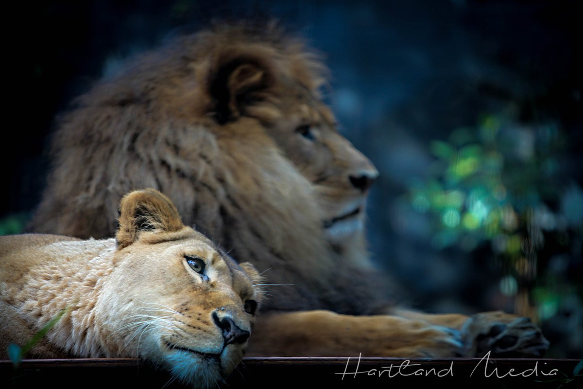 HartlandMedia's tweet image. #O2SPhoto 'Reflection'