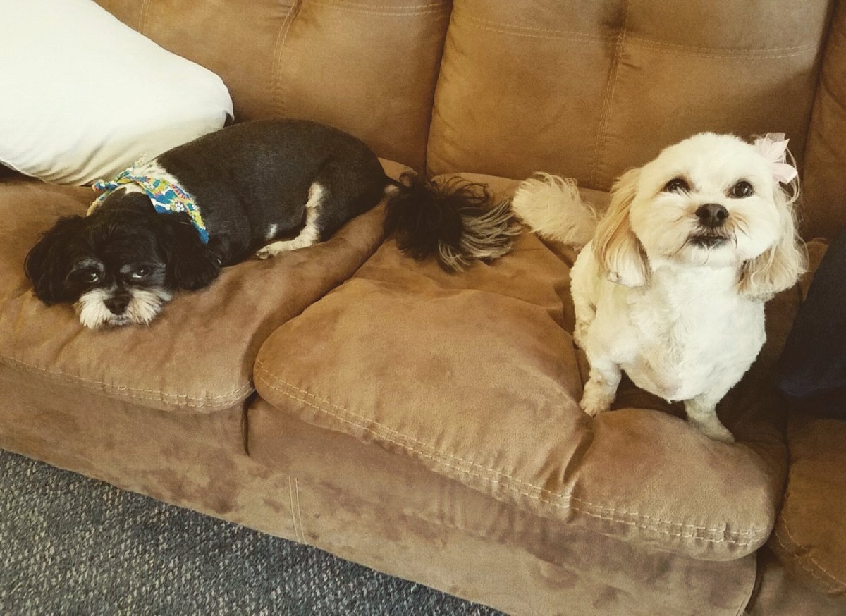 himalayanpet's tweet photo. Looking fresh after the haircut! #HimalayanFace #FreshCut #twins https://t.co/dC3GehAiQ0