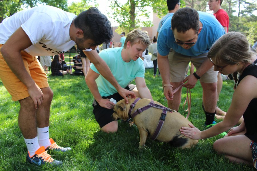 Fundraising event sponsored by <a href="/ElonDU/">Elon Delta Upsilon</a> assists those going through "ruff” times: bit.ly/23XjWag
