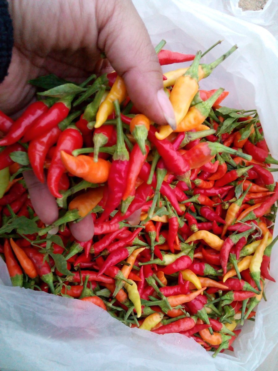 panen cabe