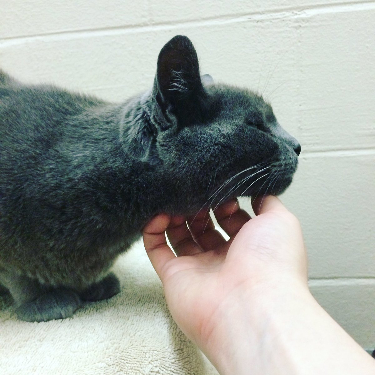 Foster The Cats tweet media