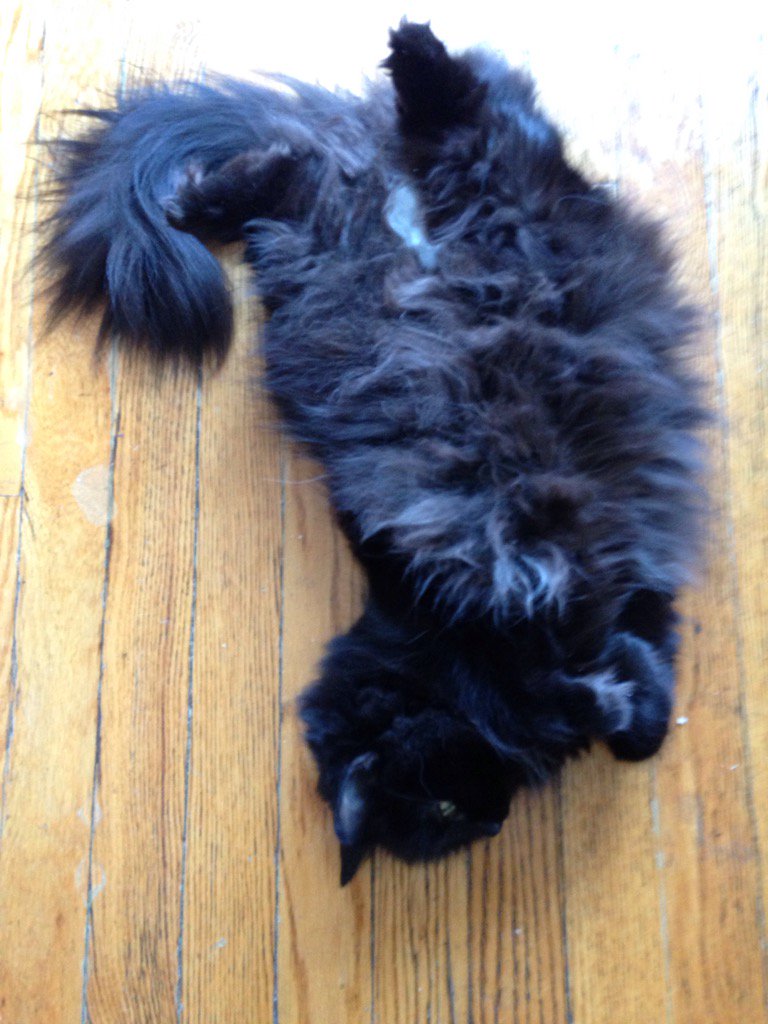 tildy_cat's tweet image. #Spinaltwist shape.  #catshapes #CatsOfTwitter #yogachallenge