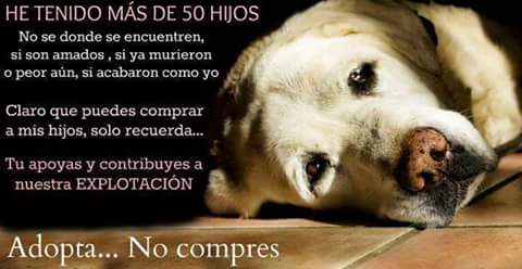 Micac542's tweet photo. #AdoptaNoCompres https://t.co/XcdO1KqJbB