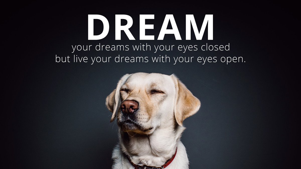 DomEnterprises's tweet photo. Chase your dreams, not your tail. #MondayMotivation https://t.co/qGmQhnE7JD
