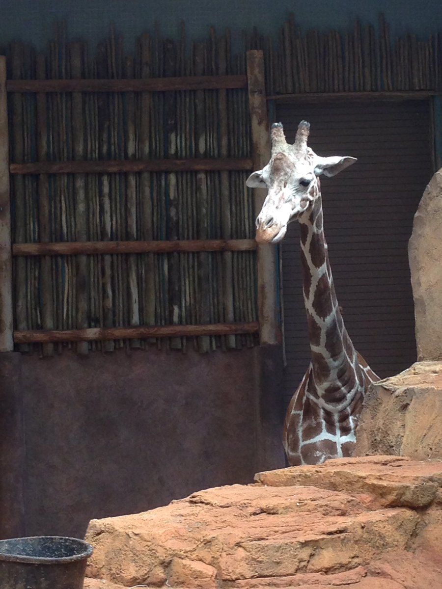 GooberrsGirl's tweet photo. Had a blast at the zoo #giraffe https://t.co/k8sjU3gPSL