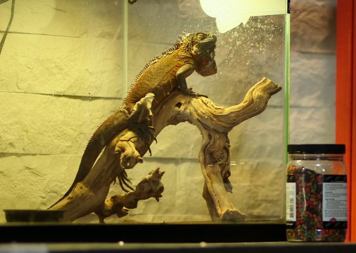 TYTLizard's tweet photo. Bye-bye, #tytlive! https://t.co/U7AHvyVidF