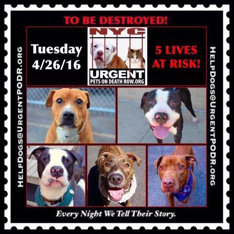 southernpride50's tweet photo. 5 DOG BABIES 
#NYC 

TO BE DESTROYED 04/26/16 

https://t.co/6ZMNeCdOYp https://t.co/NCPY0SjTcA