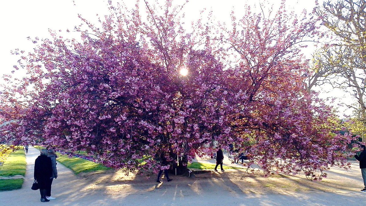 #Cerisierjaponais #cherryblossom #paris #jardindesplantes #printemps