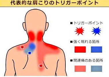 バニコ 昨夜ベッドに入ってから眠りに落ちるまでテニスボールでとことん肩のマッサージ テニスボールの上に寝て体を動かすだけ をしたから今日は飛べるんじゃないかってくらい肩と背中が軽い バニコ 昨夜ベッドに入ってから眠りに落ちるまでテニスボールでとことん肩のマッサージ テニスボールの上に寝て体を動かすだけ をしたから今日は飛べるんじゃないかってくらい肩と背中が軽い