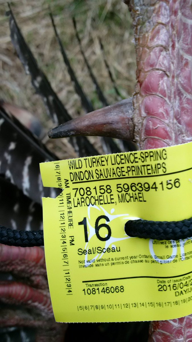 MikeLarochelle3's tweet photo. Checked in in Ontario ! #BearArchery #Cantstoptheflop #Turkey16 https://t.co/MA3YbydtLO
