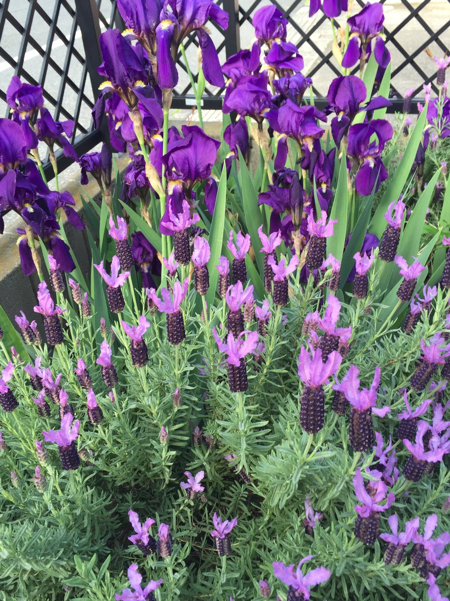 星崎真紀 魔法のリノベ全４巻 Twitterren 紫コーナー 昨年植えたイタリアンラベンダーの勢い凄い 植えっぱなしで毎年咲く花ばっか