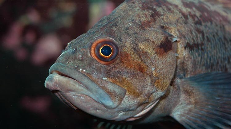 fishermensangle's tweet photo. This article rocks!
https://t.co/5qlpmBgwk1
#fishingblog #rockfish #rockfishing #fishtale #fishing #fishingauthor https://t.co/ObZk3oAVgJ